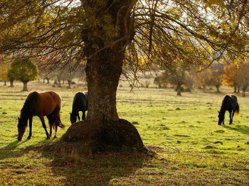 Villabamba Valdeavellano de Tera Esterno foto